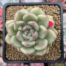 Echeveria Agavoides 'Arje' 2" Succulent Plant