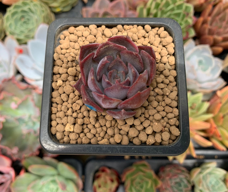 dark ice succulent Echeveria 'Dark Ice' 1