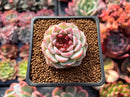 Echeveria 'Red Velvet' 1" Succulent Plant