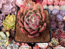 Echeveria 'Baekya' 3" Succulent Plant