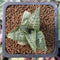 Haworthia 'Tessellata' 1" Succulent Plant