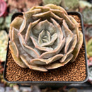 Echeveria 'Lilacina' Marble Variegated 3" Succulent Plant