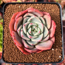 Echeveria 'Salmon' 2"-3" Succulent Plant