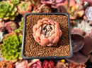 Echeveria 'Bonasara' 1" Succulent Plant