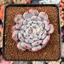 Echeveria 'Viyant' 2"-3" Succulent Plant