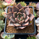 Echeveria Agavoides 'Pink Lily' 2" Succulent Plant