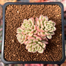 Sedum 'Joyce Tulloch' Variegated 1" Succulent Plant