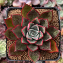 Echeveria Agavoides 'Rojo' 2"-3" Succulent Plant