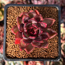 Echeveria Agavoides 'Nike' 1" Succulent Plant