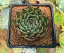 Echeveria Agavoides 'Sarabony' 2" Succulent Plant