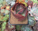 Echeveria 'Big Red' 2" Succulent Plant