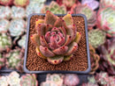 Echeveria Agavoides 'Ebony' Hybrid 2" Succulent Plant