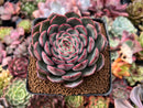 Echeveria 'Mosan' 3" Succulent Plant