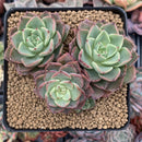 Echeveria 'Ice Pink' 3" Cluster Succulent Plant