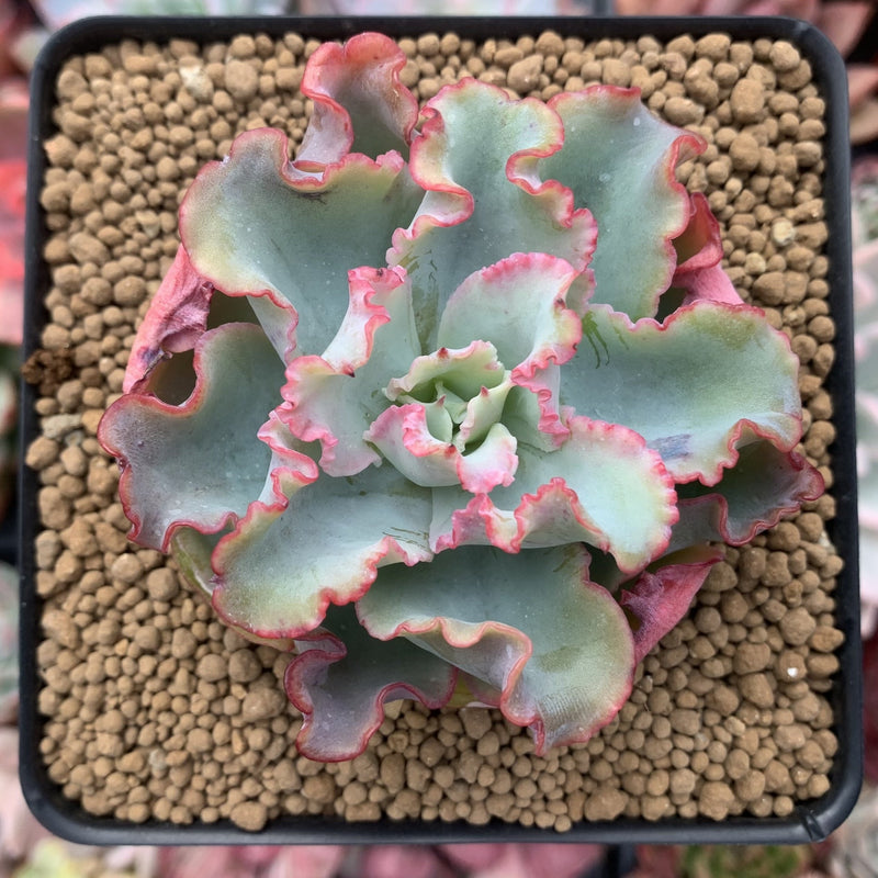 aquarius succulent Echeveria 'Aquarius' 3" Succulent Plant – True Succulents Plant Co