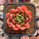 Echeveria Agavoides 'Ferrari' 2" Succulent Plant