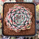 Echeveria 'Shimoyama' 3" Succulent Plant