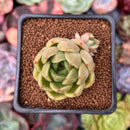 Echeveria 'Lemon Tree' 2" Air Magic Hybrid Succulent Plant