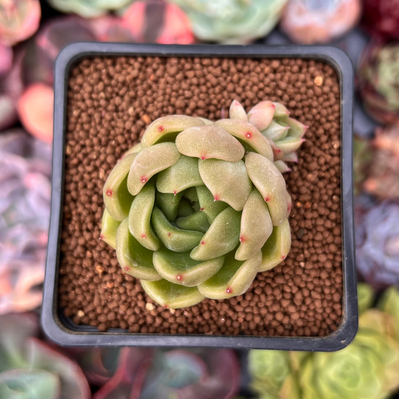 Echeveria 'Lemon Tree' 2" Air Magic Hybrid Succulent Plant