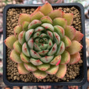 Echeveria Agavoides 'Enita' 3" Succulent Plant