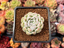 Echeveria 'Snowmint' 2" New Hybrid Succulent Plant