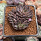 Echeveria 'Resbi' Cluster 2" Air Magic Hybrid Succulent Plant