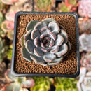 Echeveria 'Purple Stone' 1" Succulent Plant