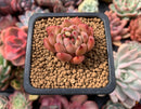 Echeveria sp. 1" Succulent Plant