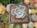 Echeveria 'Berkley Light' Variegated 1” Small Succulent Plant