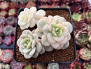 Echeveria 'Nicksana' Variegated 3" Cluster Succulent Plant