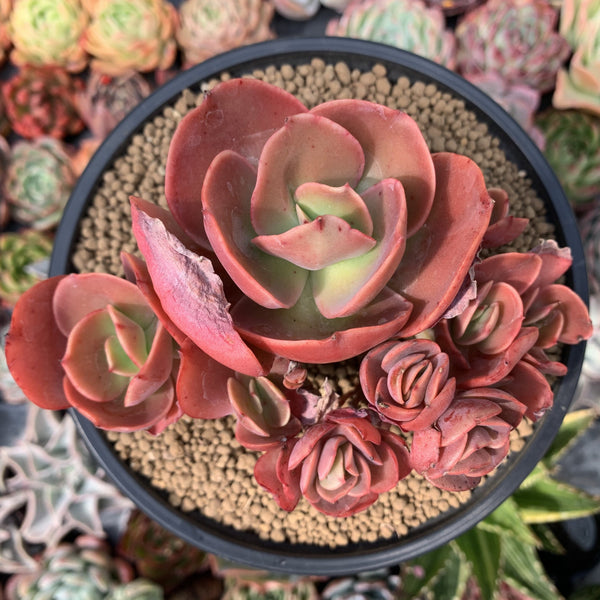 suyeon succulent Echeveria 'Suyeon' 5" Cluster Succulent Plant – True Succulents Plant Co