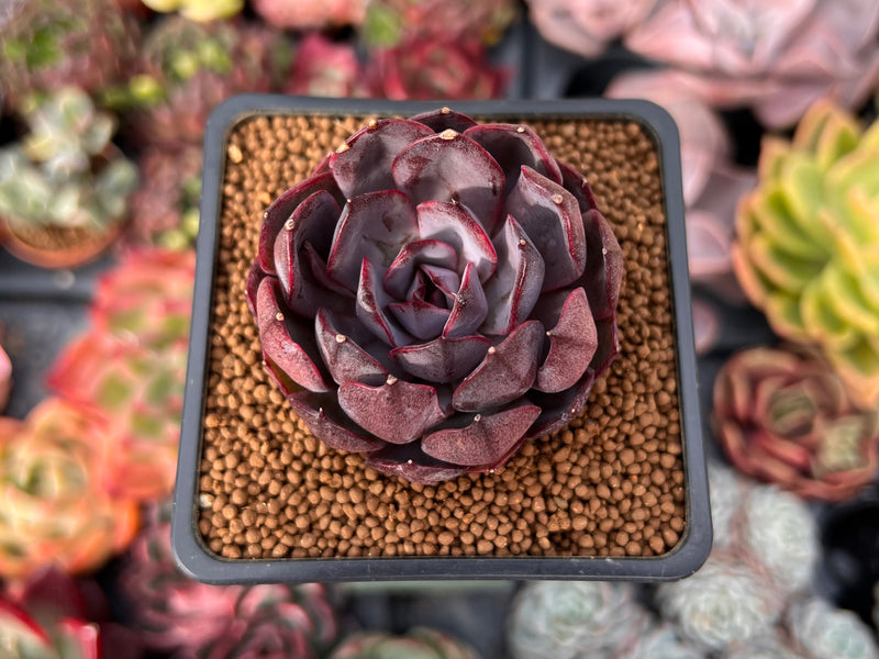 black market succulents Echeveria 'Black Tan' 1" Succulent Plant – True Succulents Plant Co