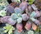 Echeveria 'Linguas' 4" Cluster Succulent Plant