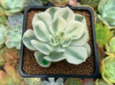 Echeveria 'Compton Carousel' 2"-3" Succulent Plant