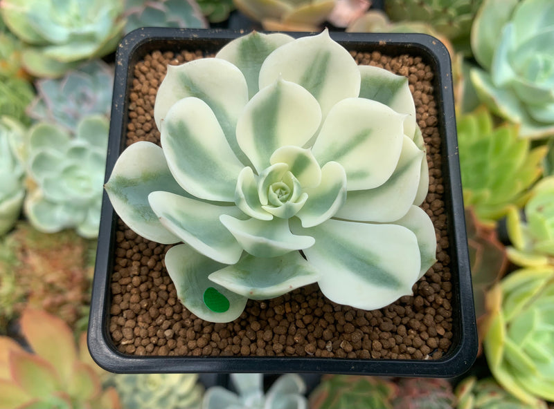 compton carousel succulent care Echeveria 'Compton Carousel' 2