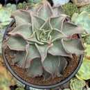 Echeveria 'Madiba' 6" Large Succulent Plant