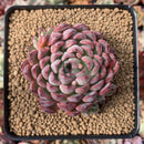 Echeveria 'Zaragoza' Hybrid 2" Succulent Plant