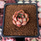 Echeveria 'Pink Dragon' 1" Succulent Plant