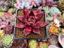Echeveria Agavoides 'Luming' 2" Succulent Plant