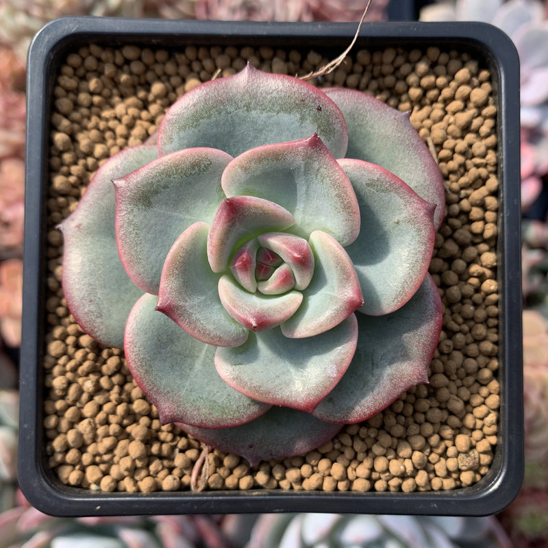 succulent sensations Echeveria 'Sensation' 2