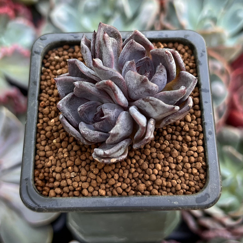 black pearl succulent Echeveria 'Black Pearl' 2" Cluster New Hybrid Succulent Plant