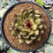 Echeveria Agavoides 'Black Queen' 4" Succulent Plant