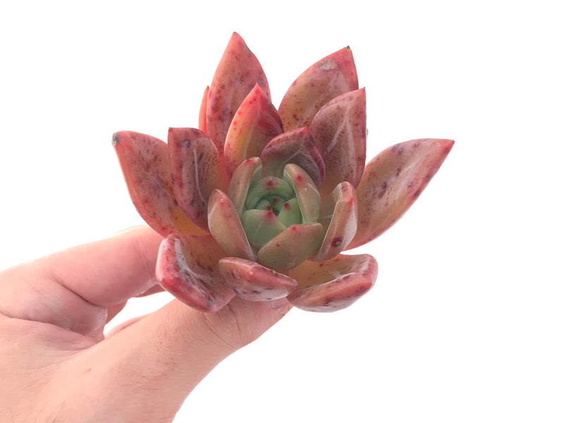 Echeveria Agavoides 'Baekya' 2"-3" Succulent Plant