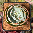 Echeveria 'Secunda' Hybrid 3" Succulent Plant