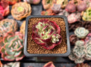 Echeveria 'Longissima' x 'Jungya' 1" Succulent Plant