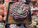 Echeveria 'Cream Rose' 3" Succulent Plant