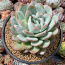 Echeveria 'Peach Candy' 5" Succulent Plant