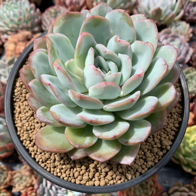 peach succulent Echeveria 'Peach Candy' 5" Succulent Plant