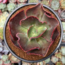Echeveria 'Suyon Frill' 3"-4" Succulent Plant