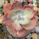 Echeveria 'Beserk' Variegated 5" Succulent Plant